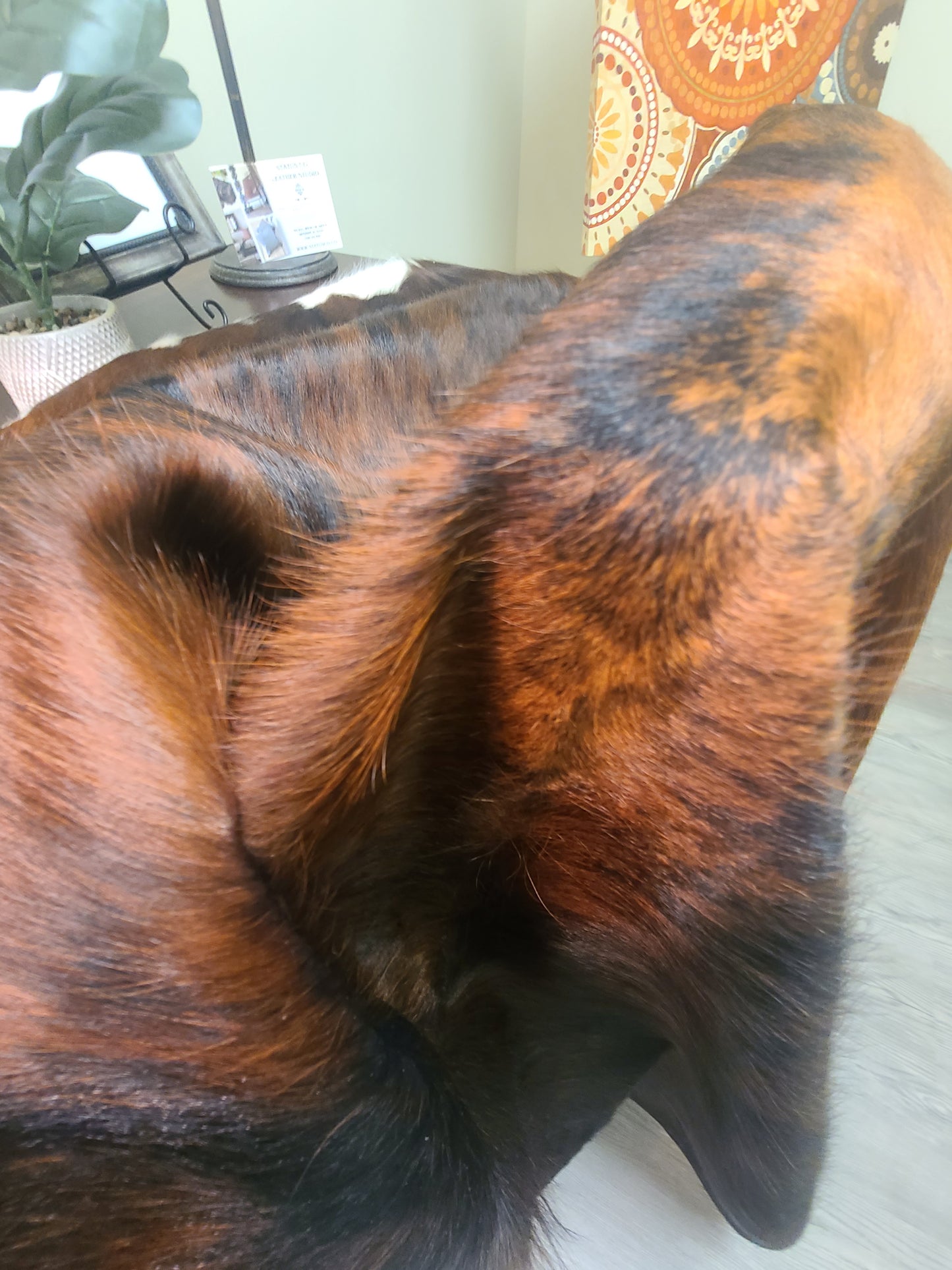 Brazilian Cowhide Rug - Dark White Belly Brindle - 8 ft x 6 ft-Status Co. Leather Studio