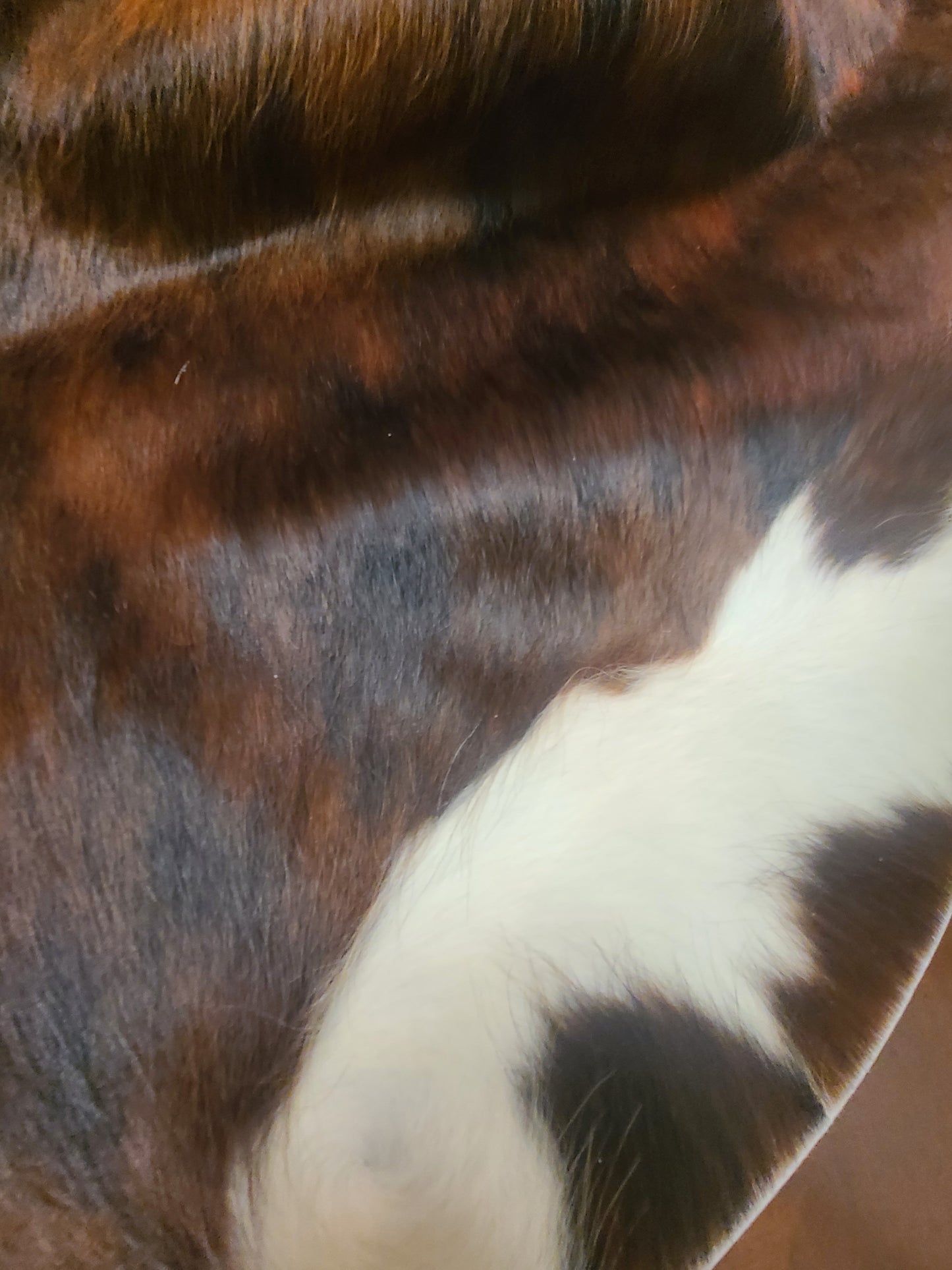 Brazilian Cowhide Rug - Dark White Belly Brindle - 8 ft x 6 ft-Status Co. Leather Studio